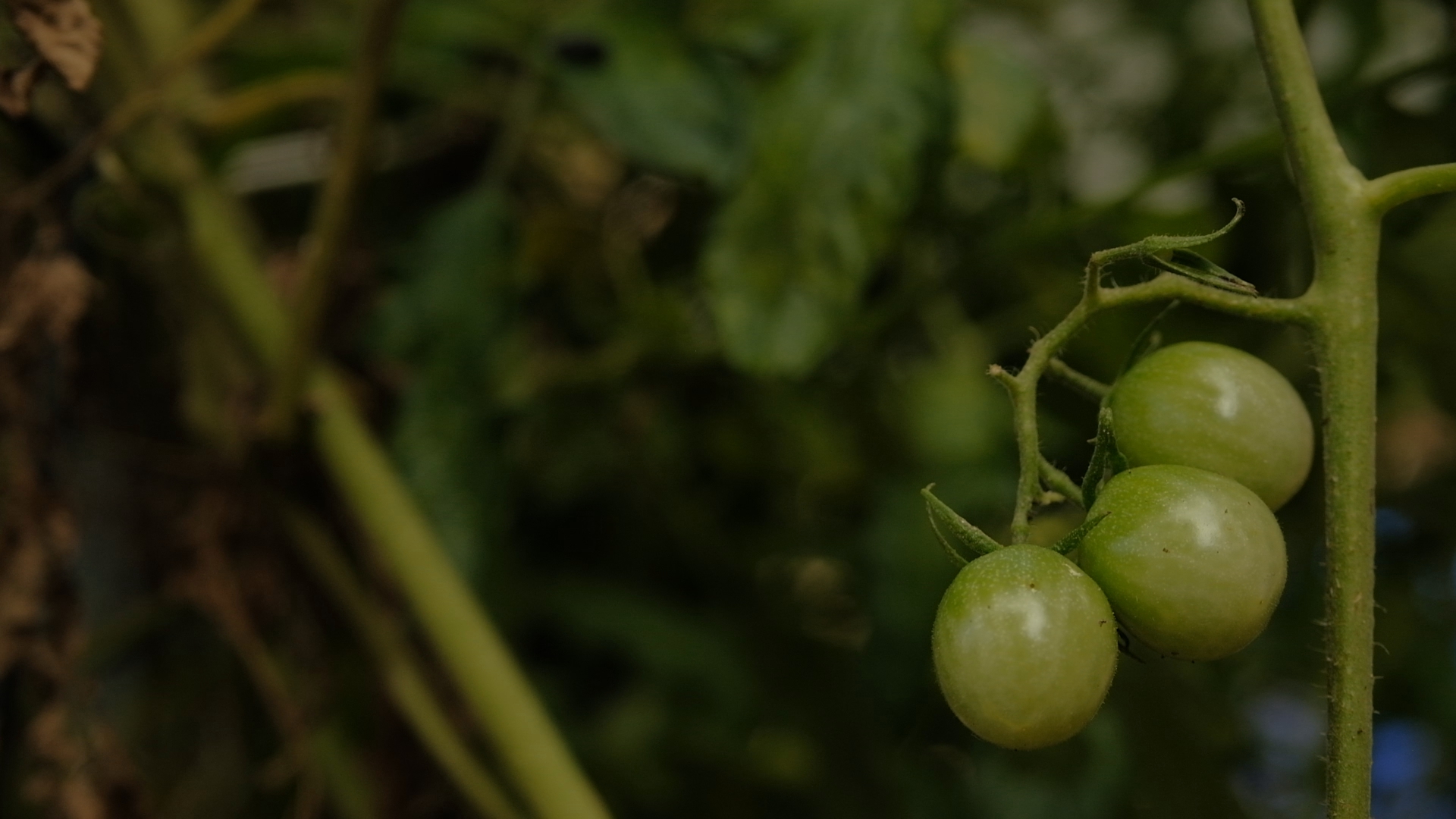 A close-up photo of a green tomato plant. There are three small round green tomatoes on the stem of the plant.