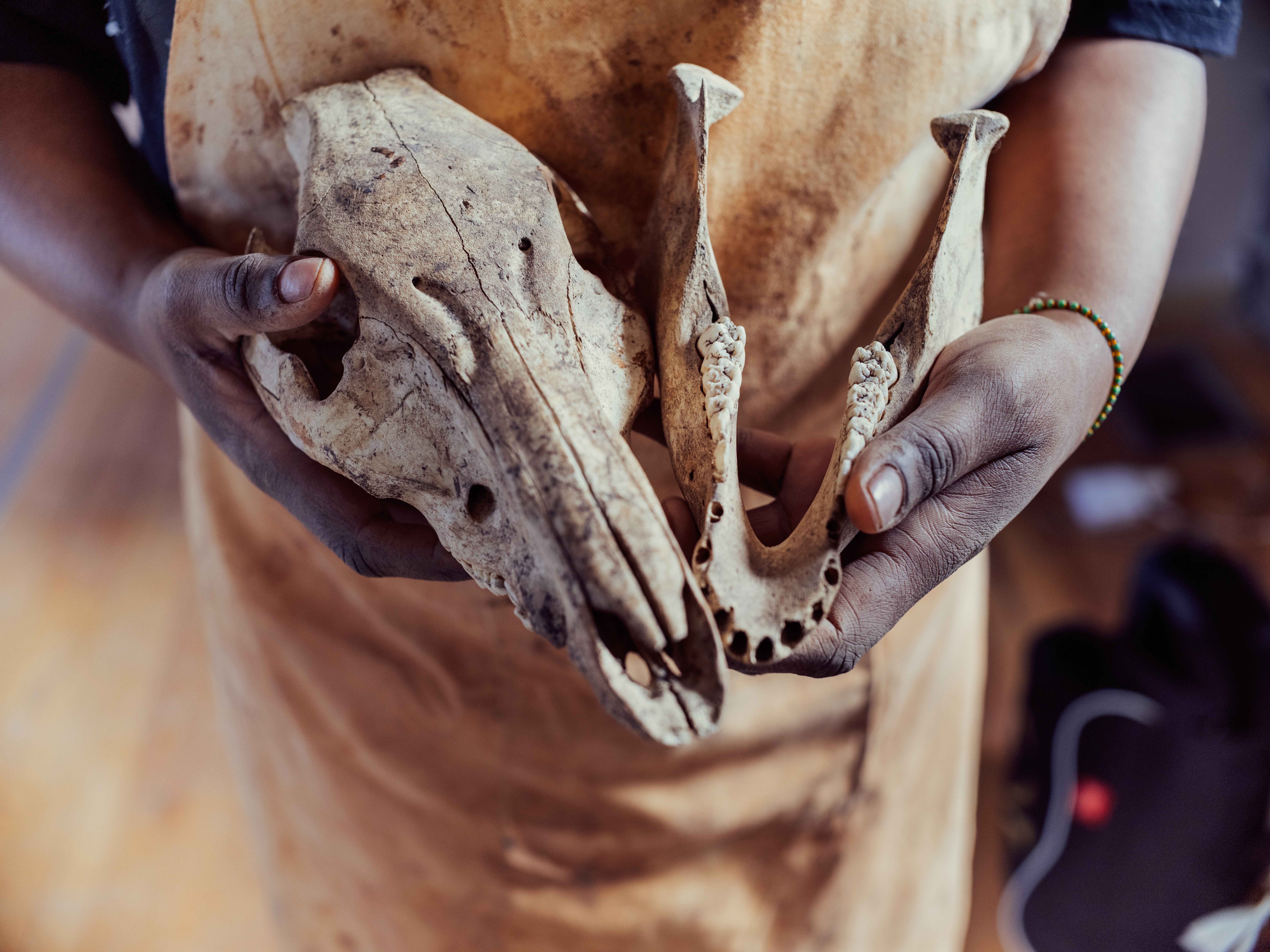 Animal skulls held in Adebunmi's hands.