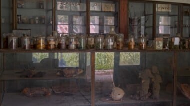 A film still from L'Arbre de l’Authenticité shows a glass counter displaying jars filled with organic materials like lemons and leaves. Inside the counter, logs and more organic items are arranged on shelves. Behind it, glass doored shelves hold similar contents and additional jars.