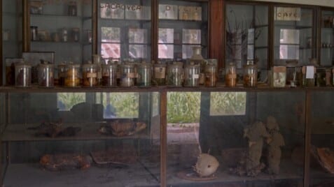 A film still from L'Arbre de l’Authenticité shows a glass counter displaying jars filled with organic materials like lemons and leaves. Inside the counter, logs and more organic items are arranged on shelves. Behind it, glass doored shelves hold similar contents and additional jars.