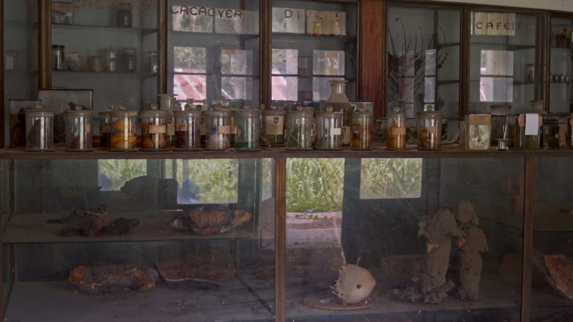 A film still from L'Arbre de l’Authenticité shows a glass counter displaying jars filled with organic materials like lemons and leaves. Inside the counter, logs and more organic items are arranged on shelves. Behind it, glass doored shelves hold similar contents and additional jars.