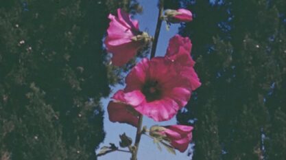 A still of a pink flower.