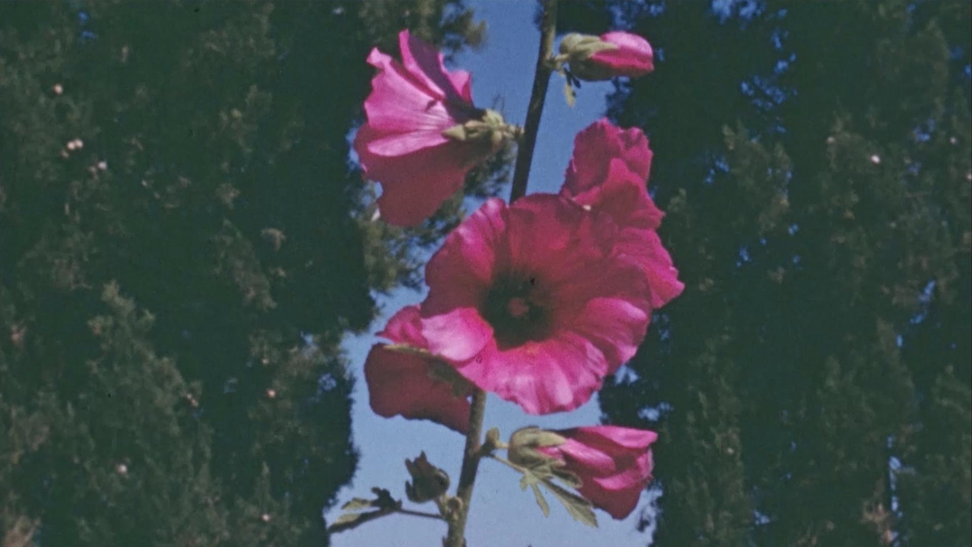 A still of a pink flower.