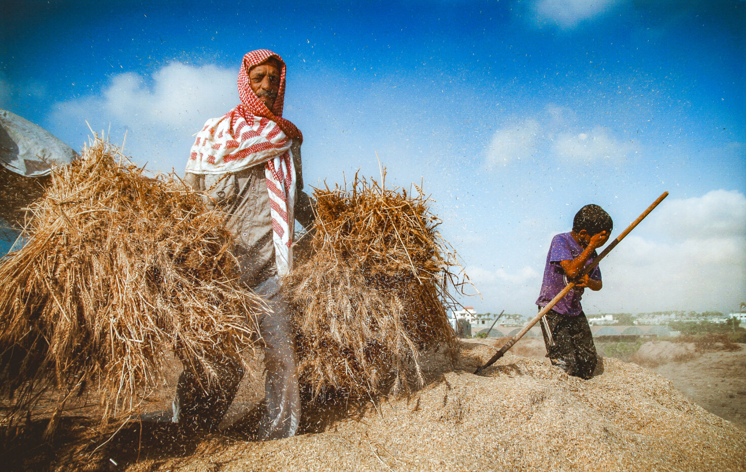 An older Arab man wearing a keffiyeh carries hay in both hands, while a young boy holding a rake nearby shields his face from the dust.