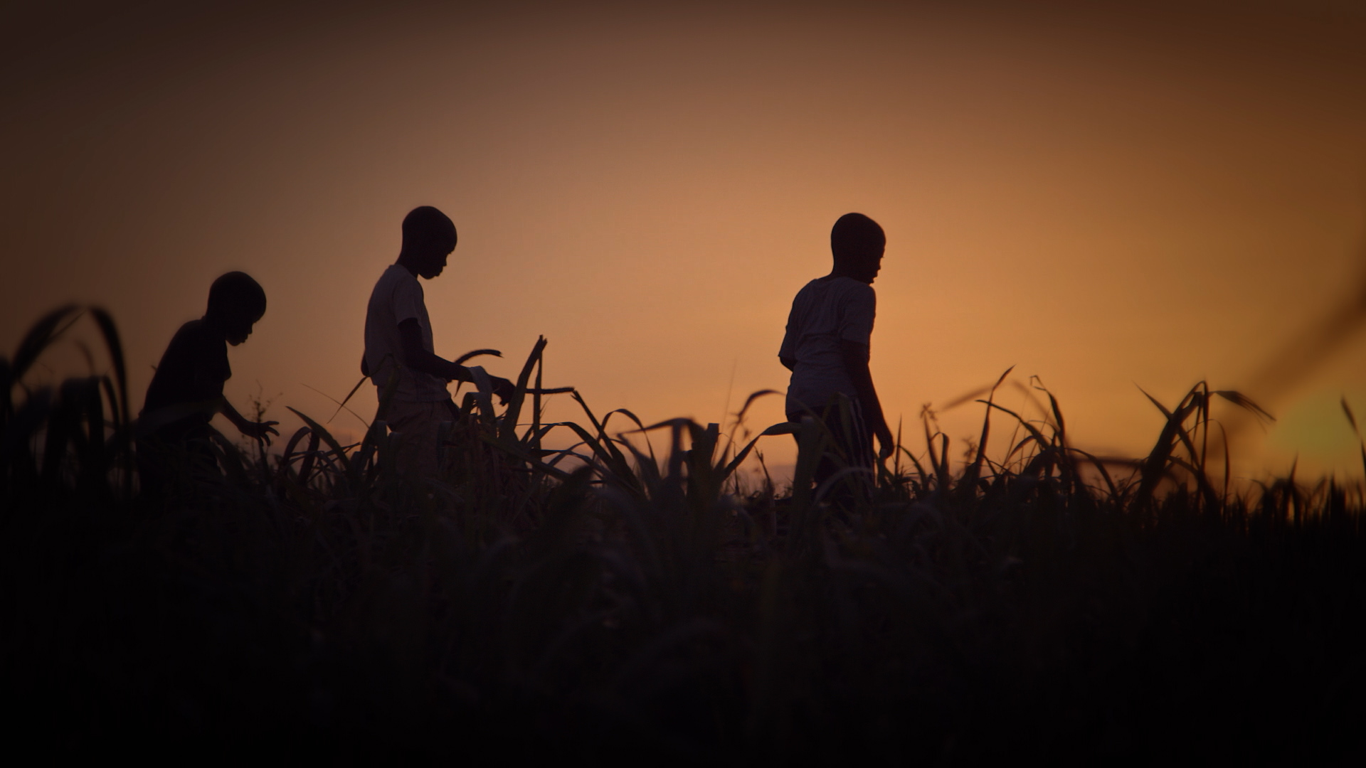 A still from Stateless (Apátrida) captures the silhouettes of three boys walking through a field of grass with a sunset behind them.
